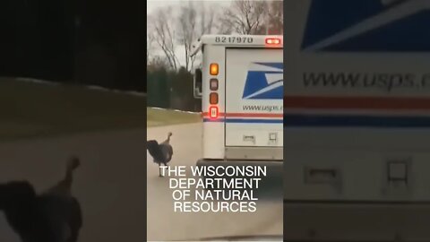 This Turkey Follows The Mailman Every Day! 😂