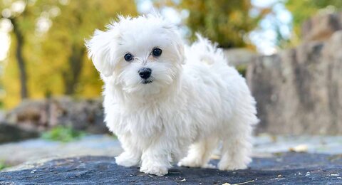 top 10 dogs breeds