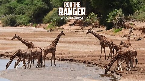Reticulated Giraffe At The River | Samburu| Zebra Plains On Tour