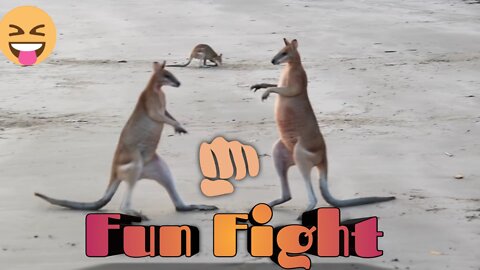 Wallaby Fight on the beach of Cape Hillsborough #shorts
