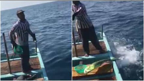 Kalastajat ruokkivat delfiinejä Libanonissa