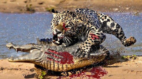 5 animals that could rip a crocodile apart