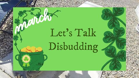 Let's Talk Disbudding Goats