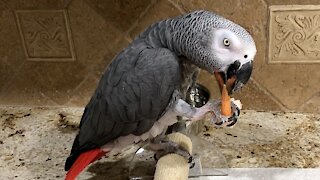 African grey parrot just loves to eat tasty shrimp