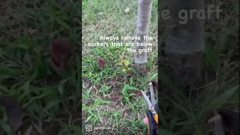 Pruning suckers off fruit trees #shorts
