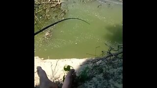 The Black and White River has always been good to me. Catfishing On The River Bank.