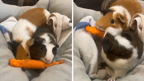 Adorable guinea pigs tug-o-war over tasty carrot
