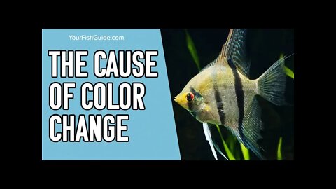 Do Angelfish Change Color? ~ Why Do Angelfish Change Color ~ | YourFishGuide.com