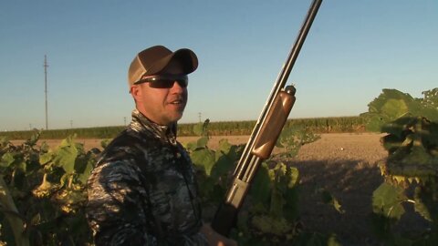 Dove Hunting in Illinois