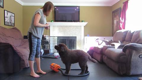 Newfoundland puppy hates dryer - turns it off