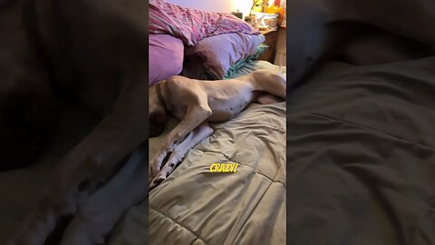 1” of bed??? #happy #like #love #shortsvideo #dog #subscribe #kids #dogs #funny #latestnews