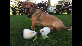 Guinea pigs unfazed by dog's crazy antics