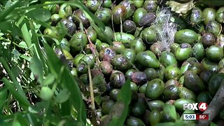 Changes made to palmetto berry applications in Charlotte County