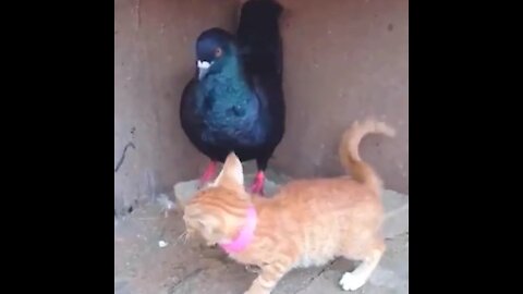 GOO AWAY , KITTY ! Best Funny Animal Videos Of The 2021 - Funny Wild And Farm Animals Videos