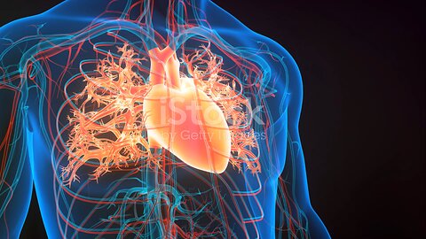 Humen heart anatomy (Basic)
