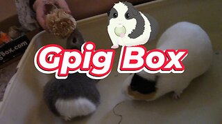 GPig Box Unboxing April 2023! 🌻