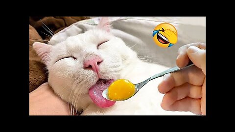 New Funny Animals eating food in sleeping 😴 😴 😴 😴 😂 Funniest Cats and Dogs Videos 😺🐶