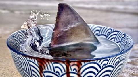 This Soup Kills 73 Million Sharks A Year - Recipe For Extinction
