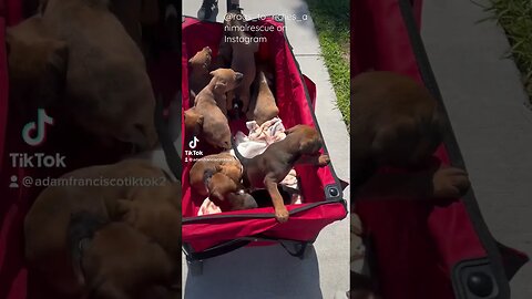 A literal basket of puppies