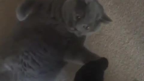 Cute cat plays with owner's feet