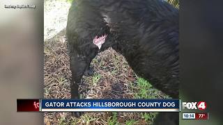 Family pet escapes alligator attack in neighborhood pond in Fishhawk community