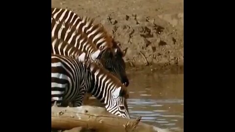 Zebra attack the crocodile