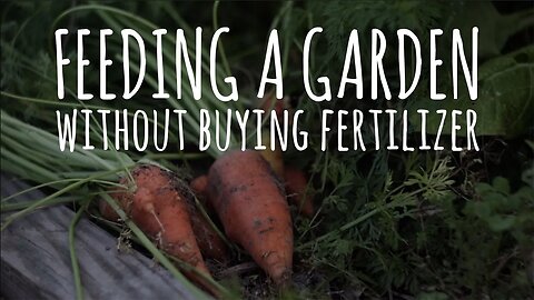 Fertilizer Shortages? DON'T PANIC! She Grows a Garden Without Buying Fertilizer!