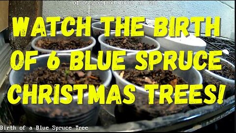 Time Lapse Video of 6 Blue Spruce Christmas Trees Being Born!!! #timelapse #viral