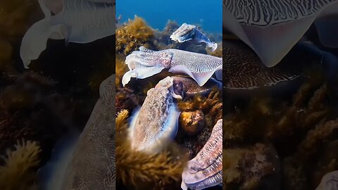 Underwater Beauty Of Nature | 4k Ocean Animals | 4k videos for relax meditation #4k #nature #shorts