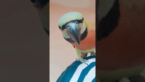 My bird likes looking at herself in the camera | PARROT SHORTS