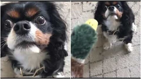 Cane affronta il pupazzo con uno sguardo intenso