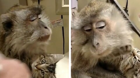 Monkey having his fur hairstyle while hugging a cat