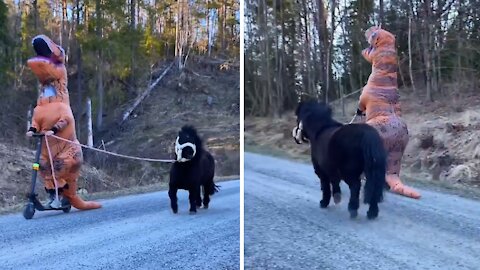 Is this the coolest possible way to exercise your pony?