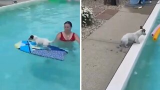 Talented dog shows off his amazing pool tricks