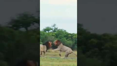Lion fight over Lioness 😂😂😂
