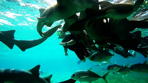 Swimmers see shark feeding frenzy from the inside