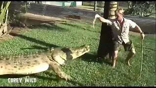 BIG Gnarly CROCODILES!!