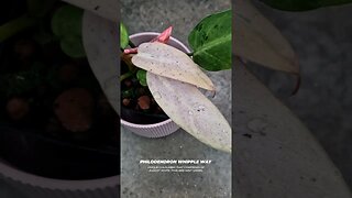 3 Pink Houseplant options!