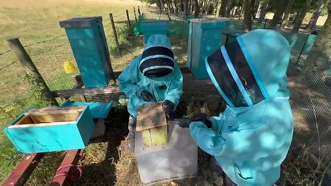 Honeybees in a BIRDBOX???! - Tiniest colony of bees EVER! - Super cute!