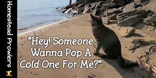 Aqua Cat (Otis) Finds His Beach
