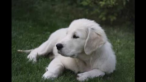 Un homme évite à un chiot de tomber dans un lac