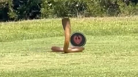 Cobra On A Golf Course Fleeing From A Mongoose