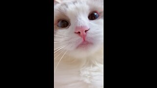 cat-meme-kitten-tik-tok-video-ð-funny-cats-meow-baby-cute-compilation-cat-cash-home