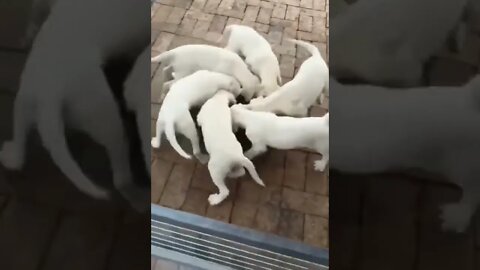 Dog Feeding Cyclone