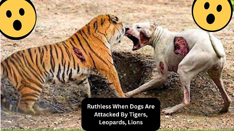 Ruthless When Dogs Are Attacked By Tigers, Leopards, Lions... | Animal Fight