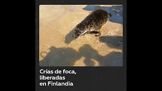 Liberan cinco crías de foca gris en el golfo de Finlandia
