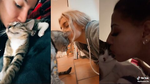 [NEW TREND] Kiss your pet on the head and see their reaction TikTok cat compilation