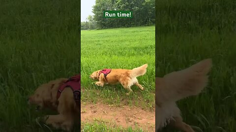 Running is my favourite! #goldenretrievers #pei