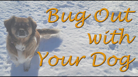 Bugging Out with your Dog when Disaster Strikes