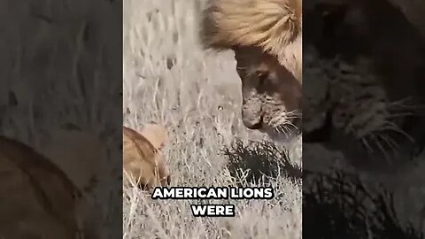 🚨🦷🔥 The Resurrection of the American Lion What Does It Mean for Us 🔥🦷🚨